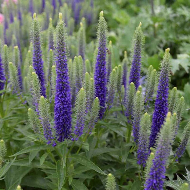 Veronica spicata 'Royal Candles' ---